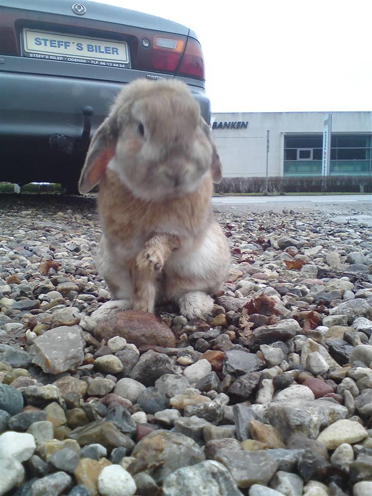 Verdens sødeste kanin :* billede 9