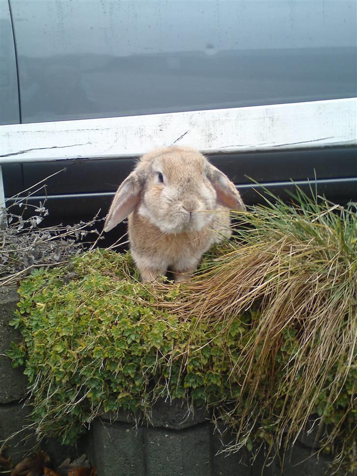 Verdens sødeste kanin :* billede 1
