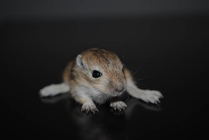 Ørkenrotte-ungerne - Brun, hun.
18 dage. billede 24