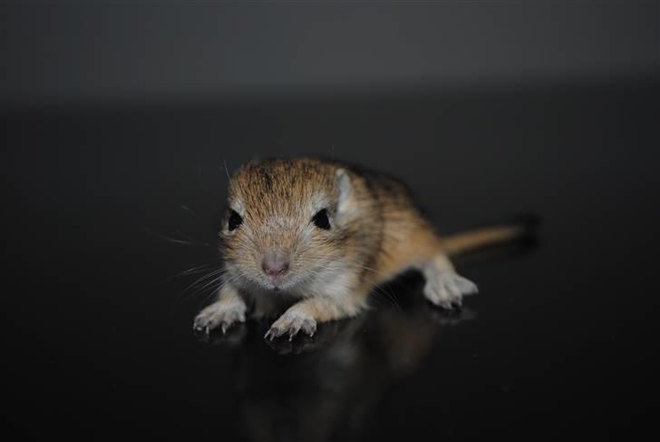 Ørkenrotte-ungerne - Brun, hun.
18 dage.
Begge øjne åbnet. billede 25