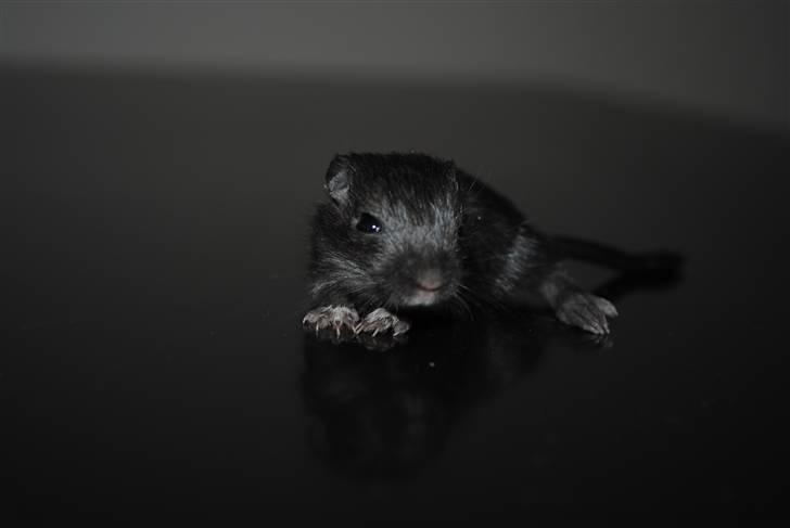 Ørkenrotte-ungerne - Sort, hun.
18 dage.
Begge øjne åbnet. billede 26