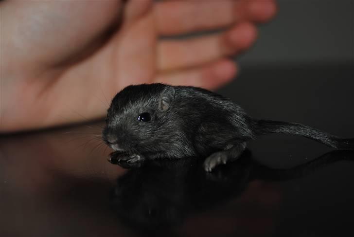 Ørkenrotte-ungerne - Sort, hun.
18 dage. billede 27