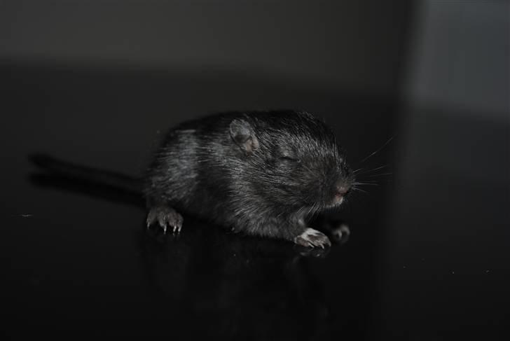 Ørkenrotte-ungerne - Sort, han.
18 dage. billede 28