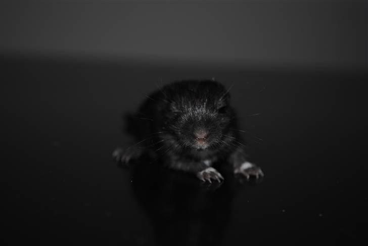 Ørkenrotte-ungerne - Sort, han.
18 dage.
Kun åbnet det ene øje. billede 29