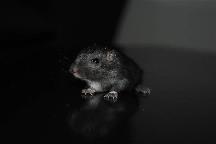 Ørkenrotte-ungerne - Sort, han.
18 dage. billede 30