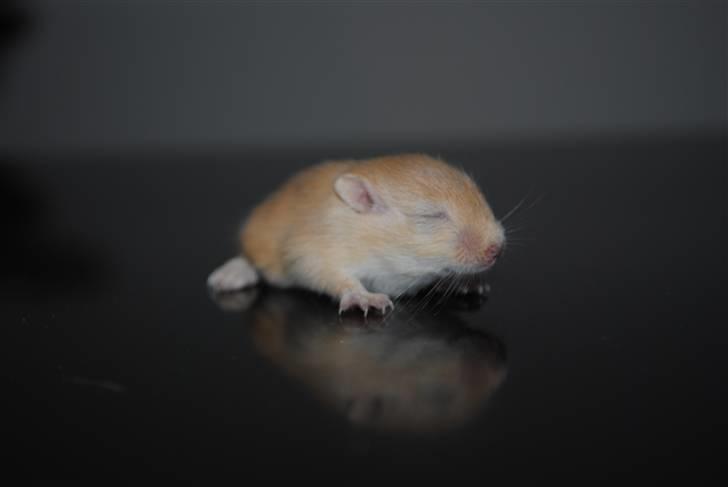 Ørkenrotte-ungerne - Lys, hun.
18 dage. billede 31