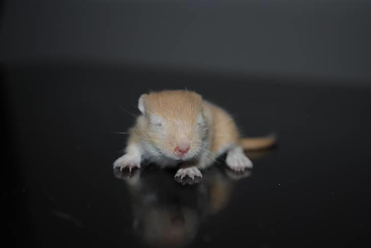 Ørkenrotte-ungerne - Lys, hun.
18 dage.
Ikke åbnet øjne endnu. billede 32