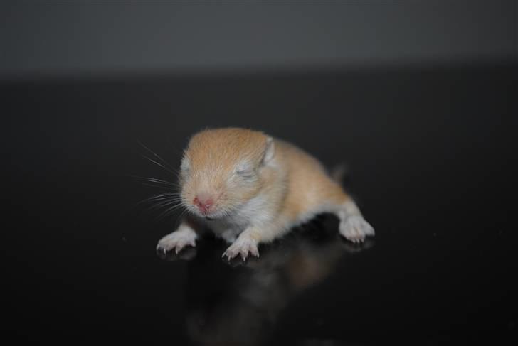 Ørkenrotte-ungerne - Lys, hun.
18 dage. billede 33