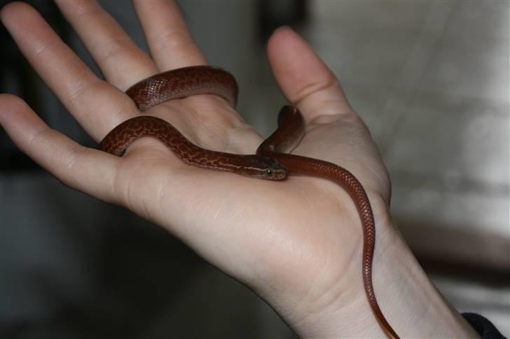 Mine Slanger - Afrikansk hussnog.
Den lille af de to.
Billedet er taget, den dag jeg fik dem i gave af min kæreste. billede 1