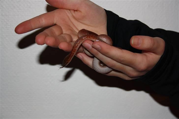 Mine Slanger - Afrikansk hussnog.
Den lille billede 2