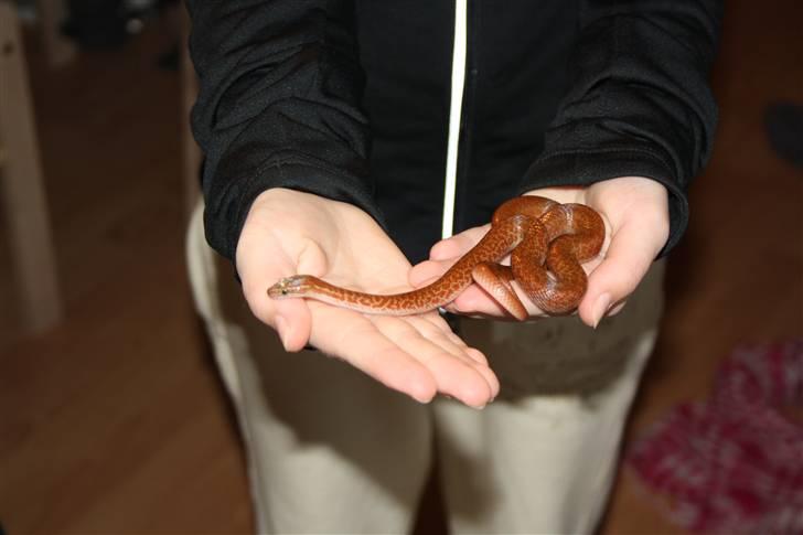 Mine Slanger - Afrikansk hussnog.
Den lille billede 3