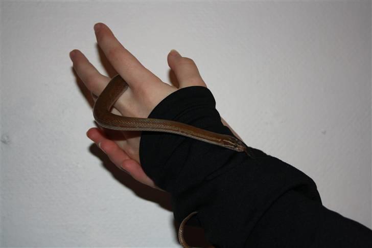 Mine Slanger - Afrikansk hussnog
Den store :) billede 4