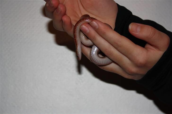 Mine Slanger - Afrikansk hussnog. 
Den lille billede 5