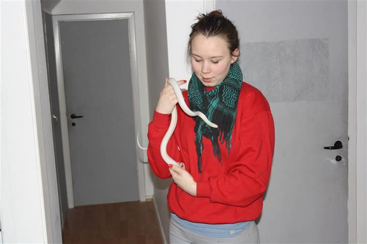 Mine Slanger - Mig og min ene kornsnog. Han. billede 7