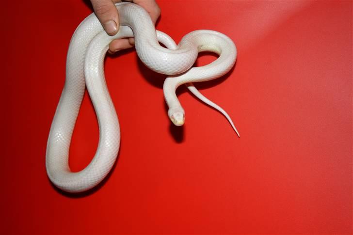 Mine Slanger - Kornsnog han.
Han er en Blizzard han.
Han er 6 år. Og bliver 7 til februar. billede 8