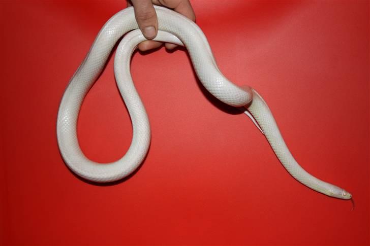 Mine Slanger - Kornsnog han. billede 9