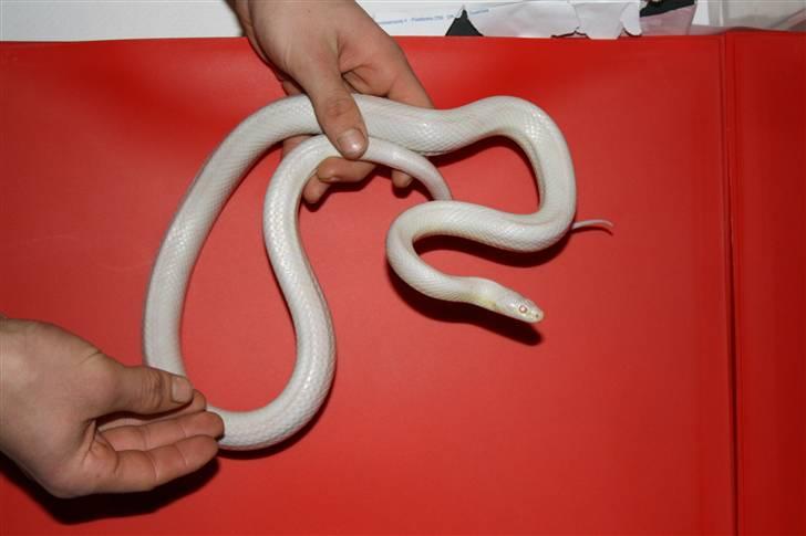 Mine Slanger - Kornsnog han. billede 10