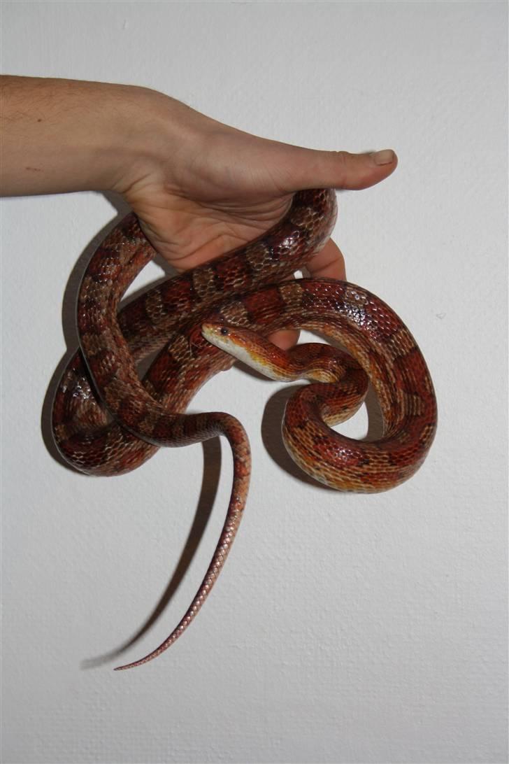 Mine Slanger - Kornsnog hun.
hun er en normal _+_+ het deffused.
Hun er 7 år, men bliver 8 år til februar. billede 11