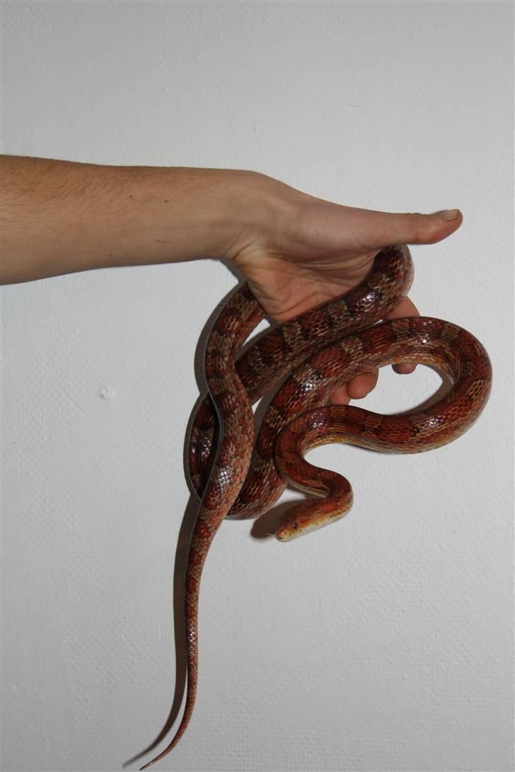 Mine Slanger - Kornsnog hun billede 12