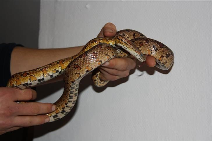 Mine Slanger - Kornsnog han 
Han er 7 år. Og bliver 8 år den 30 februar. billede 13