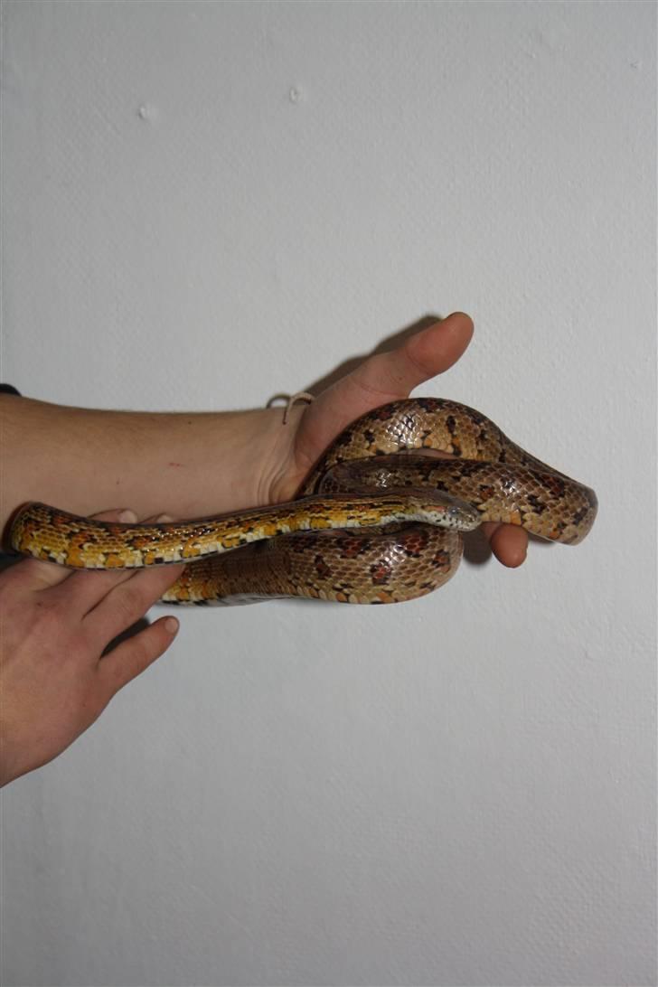 Mine Slanger - Kornsnog han billede 14