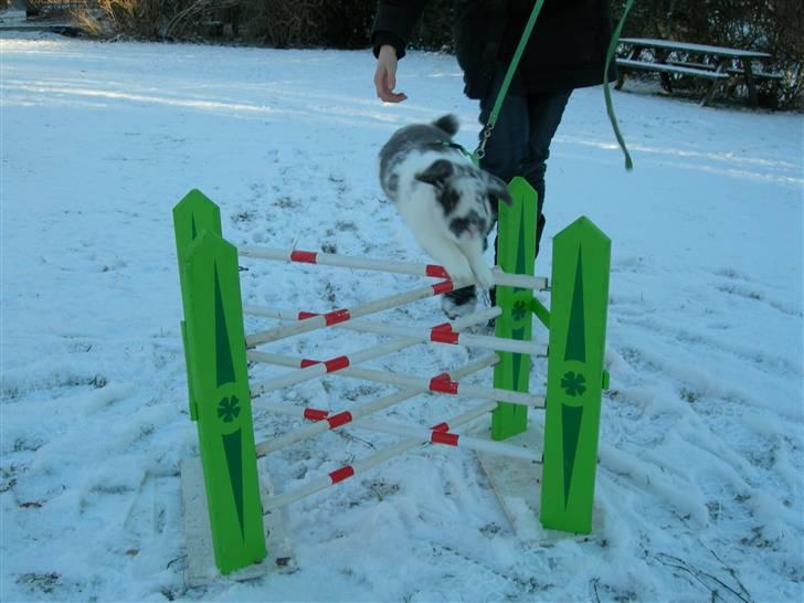 De dejlige snekaniner - Smukke springer fuldt :D billede 1