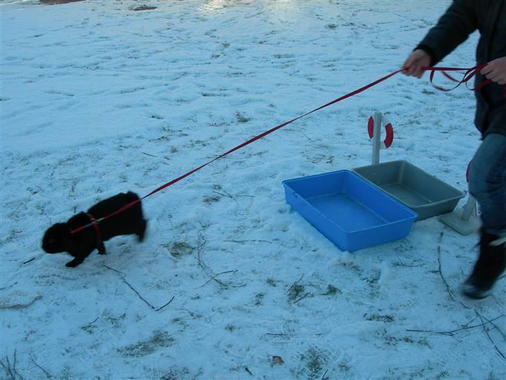 De dejlige snekaniner billede 3