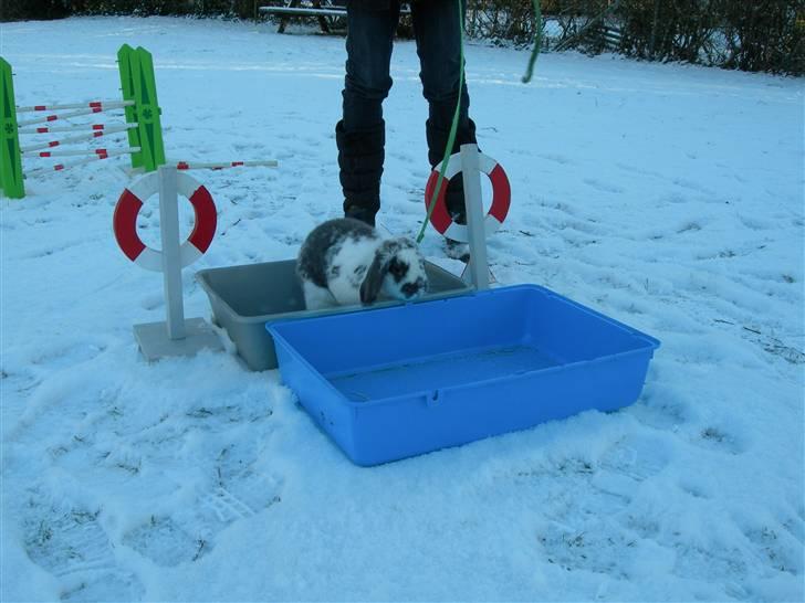 De dejlige snekaniner billede 4