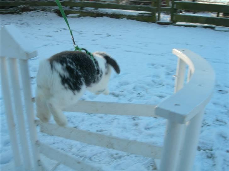 De dejlige snekaniner billede 5