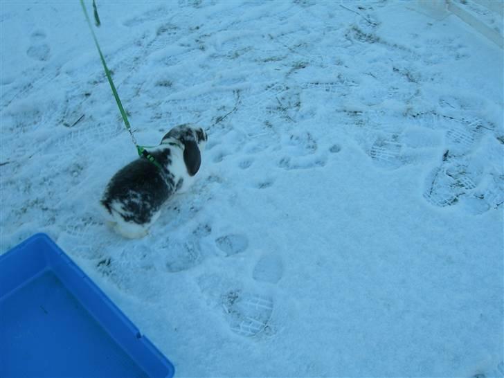 De dejlige snekaniner billede 6