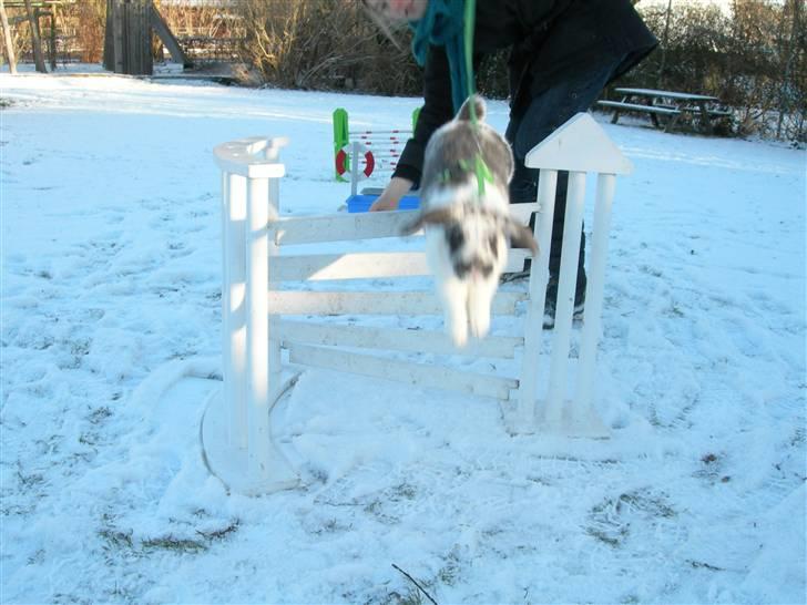 De dejlige snekaniner billede 7