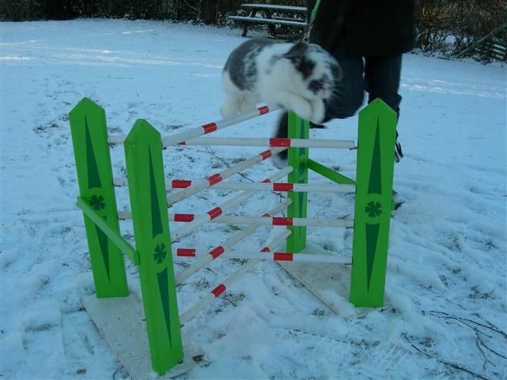 De dejlige snekaniner billede 8