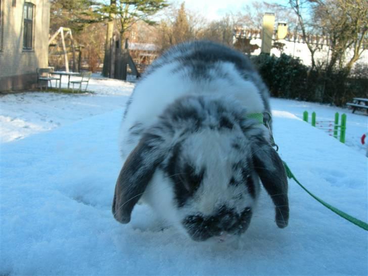 De dejlige snekaniner billede 9