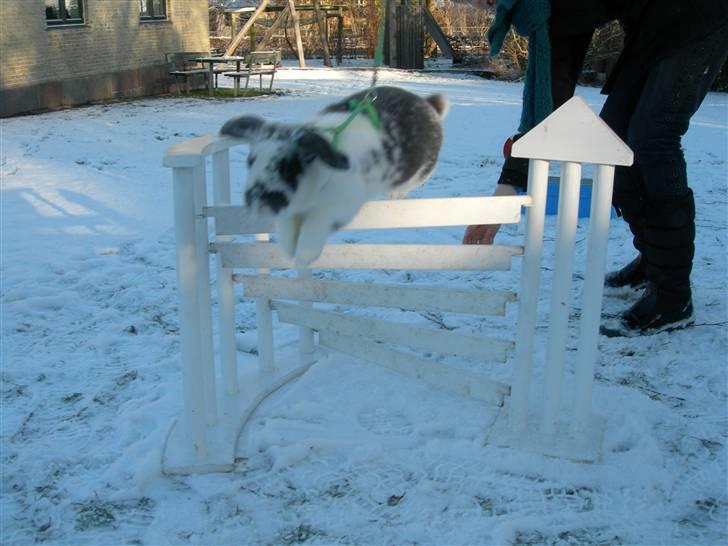 De dejlige snekaniner billede 10