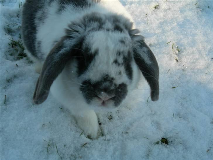 De dejlige snekaniner billede 11