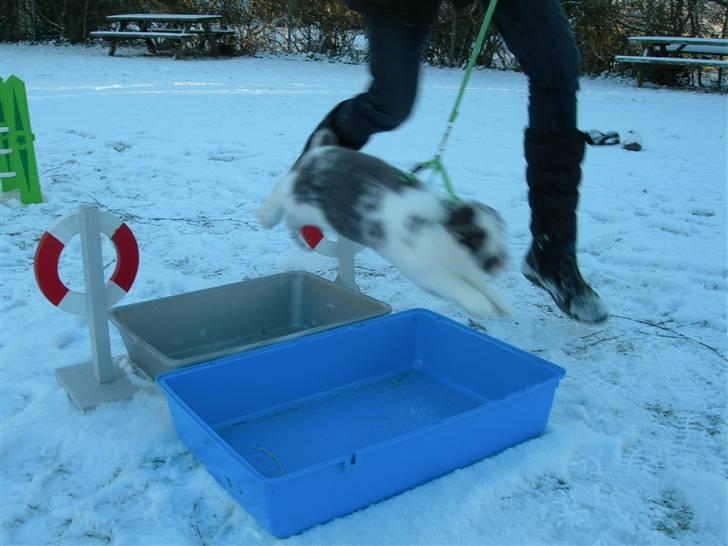 De dejlige snekaniner billede 12