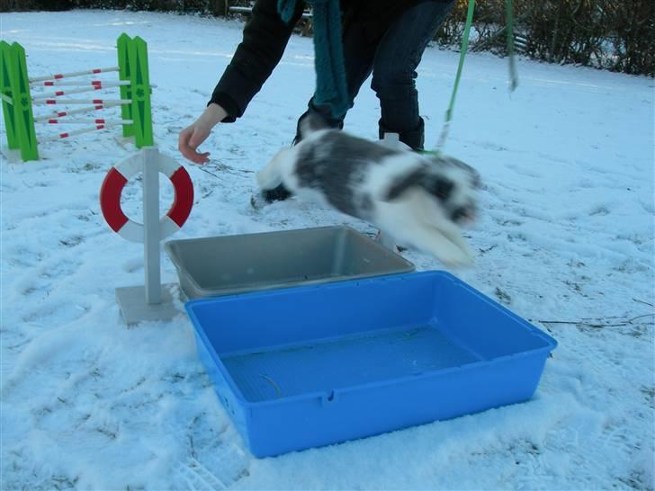 De dejlige snekaniner billede 2