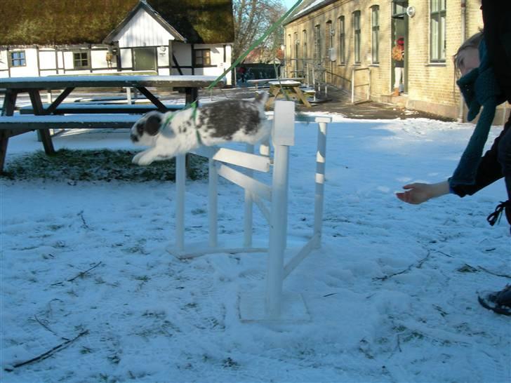 De dejlige snekaniner billede 13