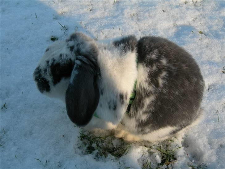 De dejlige snekaniner billede 14