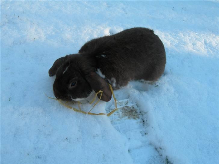 De dejlige snekaniner billede 15