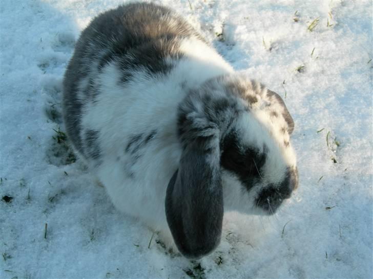 De dejlige snekaniner billede 16