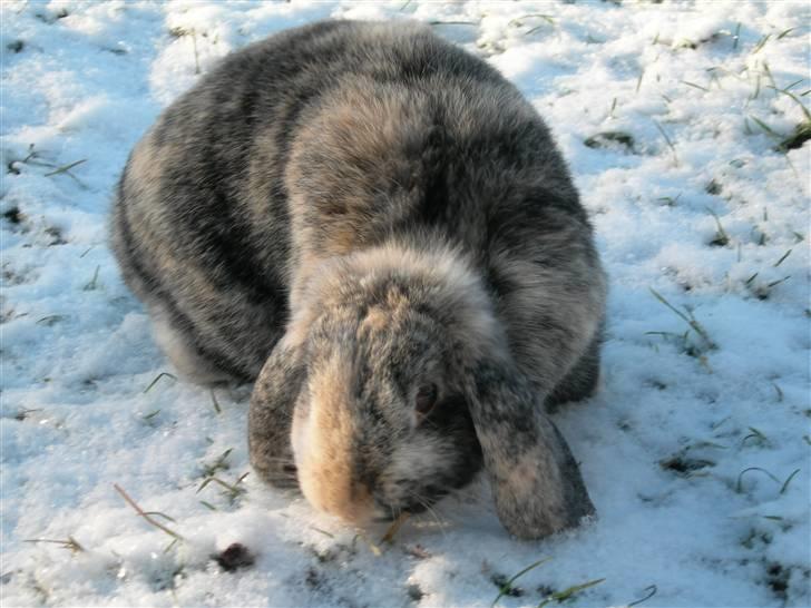 De dejlige snekaniner billede 17