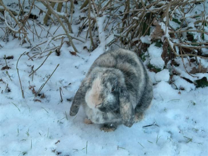 De dejlige snekaniner billede 18