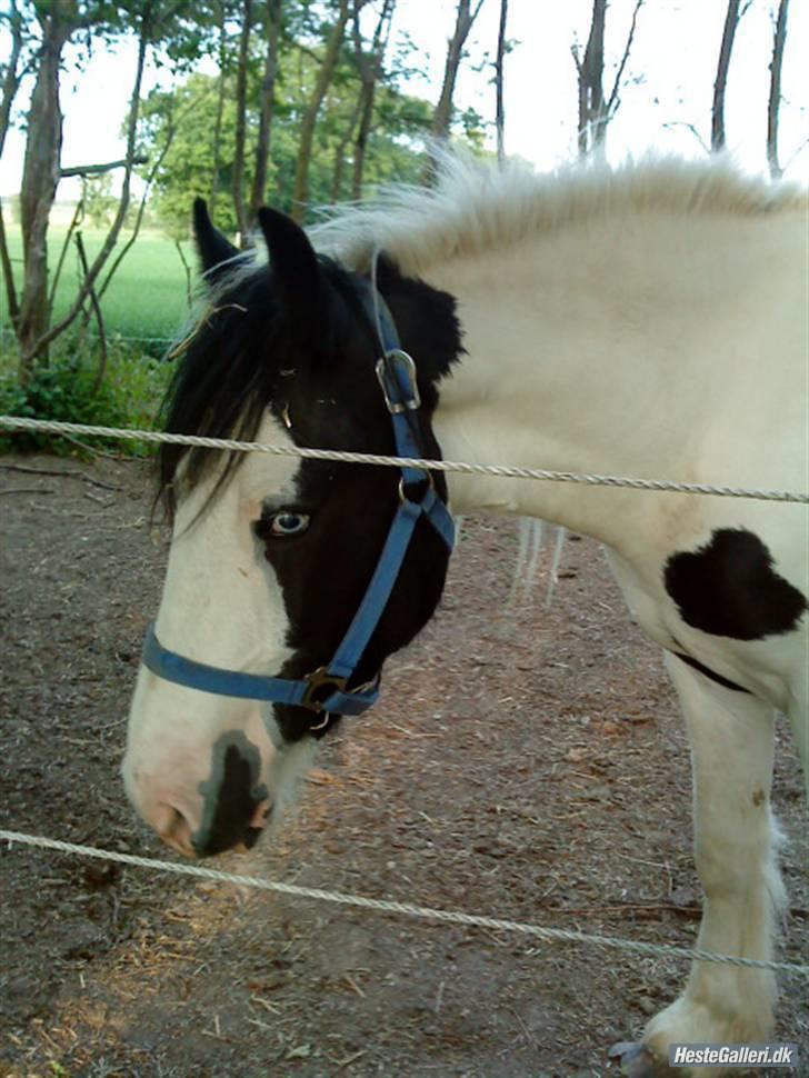 Mine heste basser <3 - Blue er en 3 årig irish cob hingst har bedækket vores silke, er en dejlig rolig basse <3 billede 1