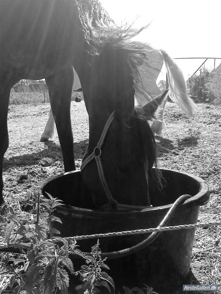 Mine heste basser <3 - Lorina er en 7 årig traver hoppe, som bruges til distance !(: billede 2