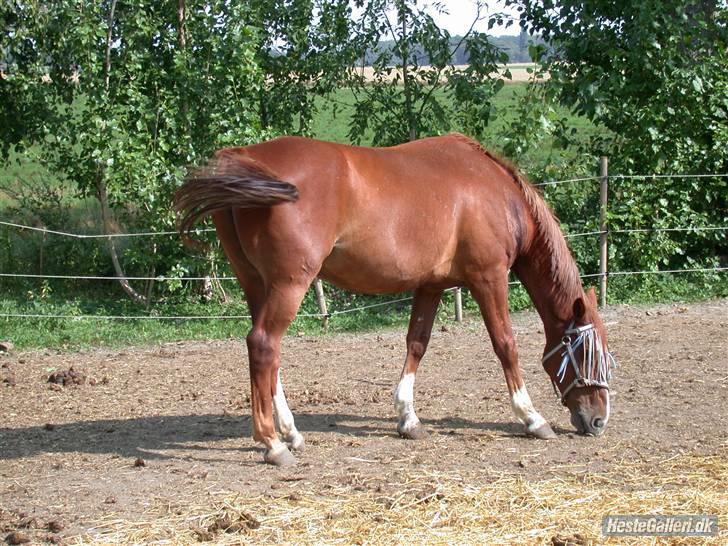 Mine heste basser <3 - Ferdinan er en frederikborger.
 en dejlig 13 årig dreng som va købte som 3 årig og dermed vores første hest. han er en sær og speciel hest, men stadig den bedste hest man kan ønske sig. billede 4