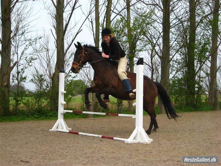 Mine heste basser <3 - Silke er min helt ejen første pony, som jeg desvære er blevet for stor til nu :'( han har kun et øje men det er ikke noget man lægger mærke til i hverdagen.
hun er verdens sødeste hoppe !
har et føl efter sig og er i fol  nu.
 billede 5