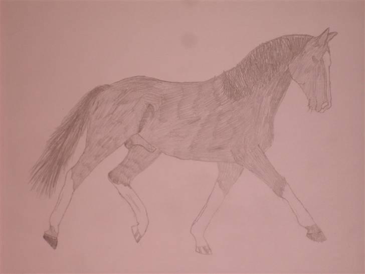 Mine tegninger :D - En hingst tegnet fra mit ejet hoved faktisk en hest jeg lidt har drømt om som jeg så endelig vil tegne ! (;

Også første hest jeg på en måde har givet farve. den skulle forstille at være sort billede 5