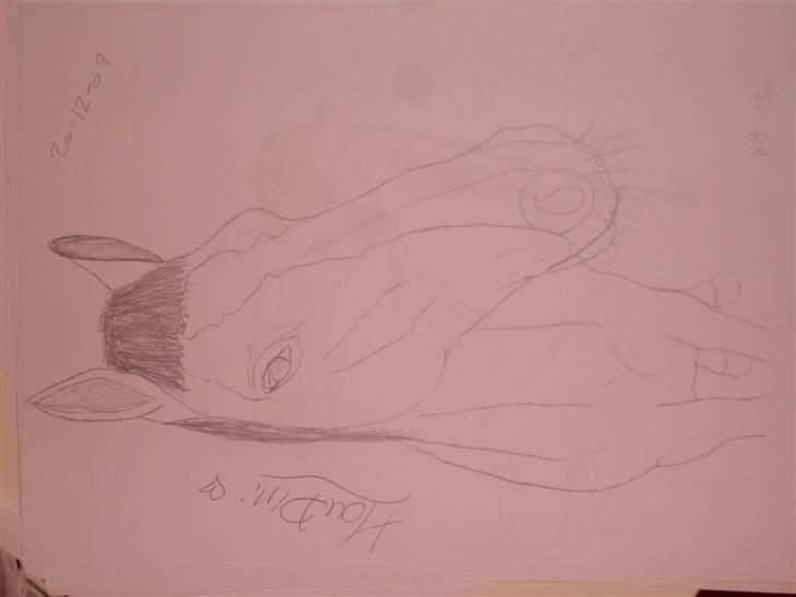 Mine tegninger :D - Houdini min hest billede 15