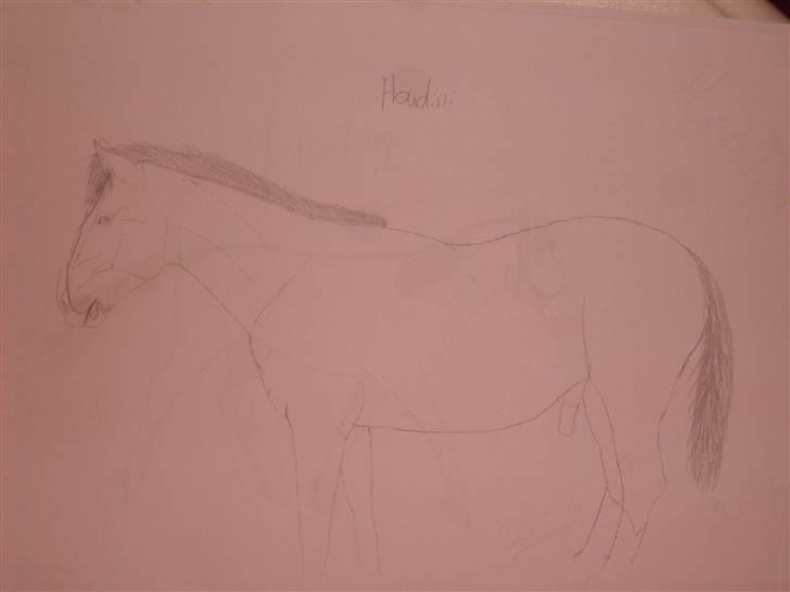 Mine tegninger :D - Houdini min hest billede 20